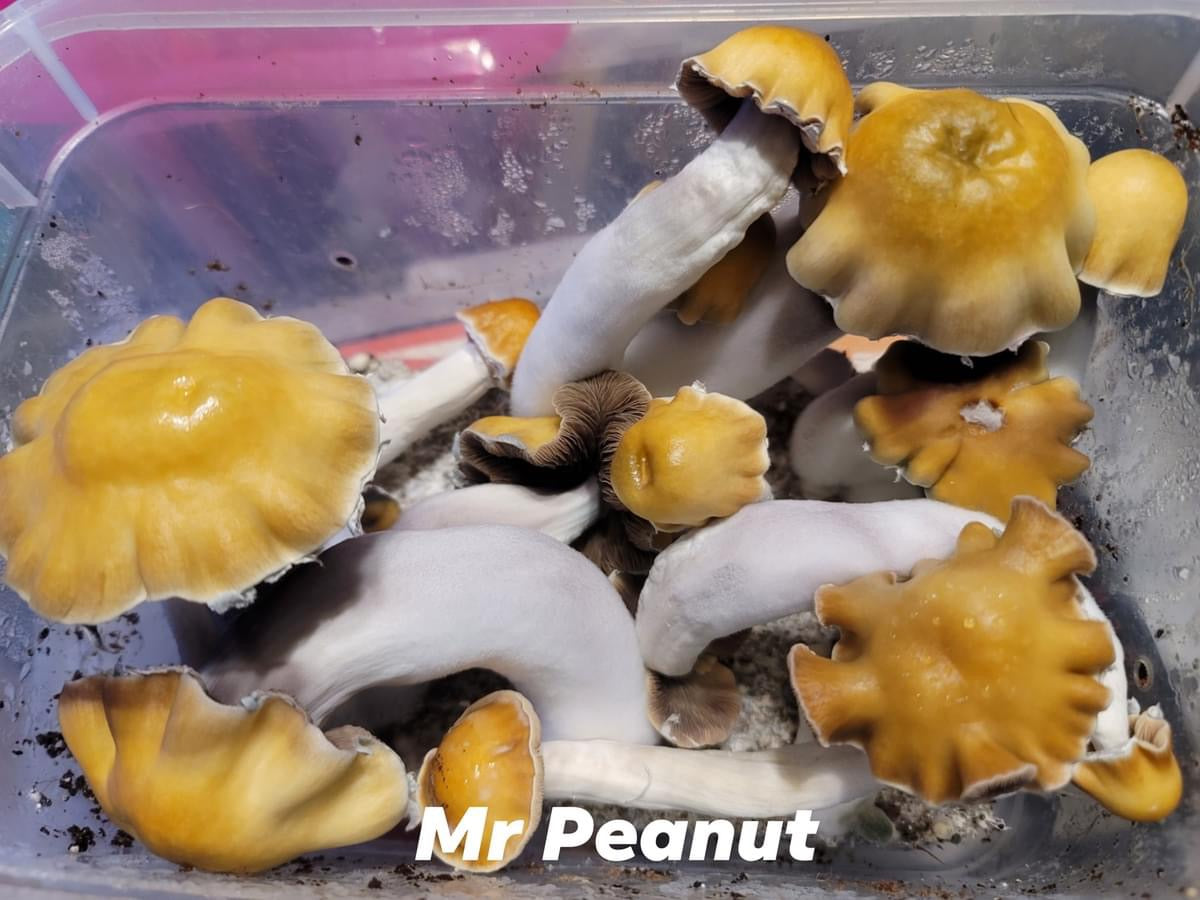 Mr Peanut Long